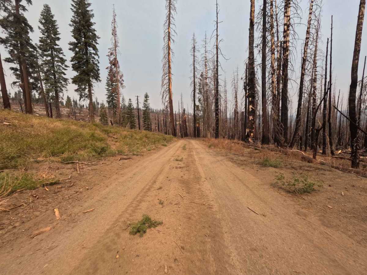 Lower Tamarack - FS 9s026 trail photo