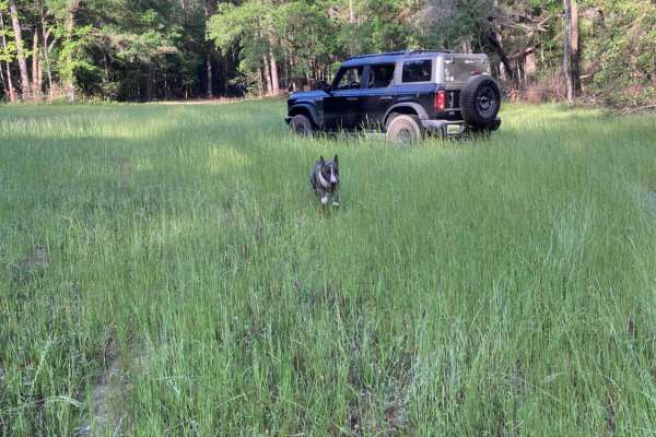 Turkey Trot - FS 351