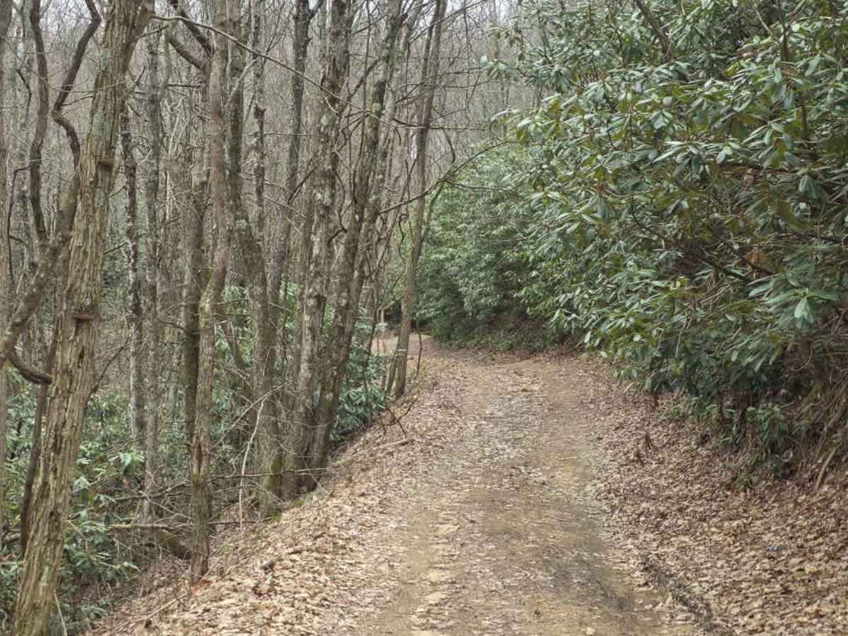 Upper Briar Creek - FS 4354 photo 2