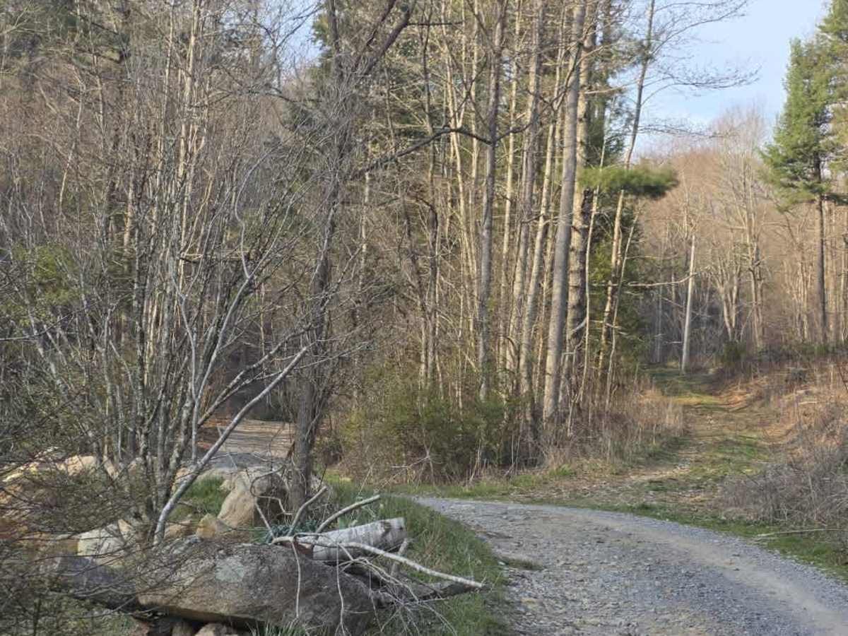 Laurel Mountain / White Rock trail photo