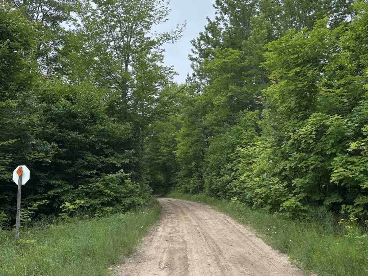 Pine Stump trail photo
