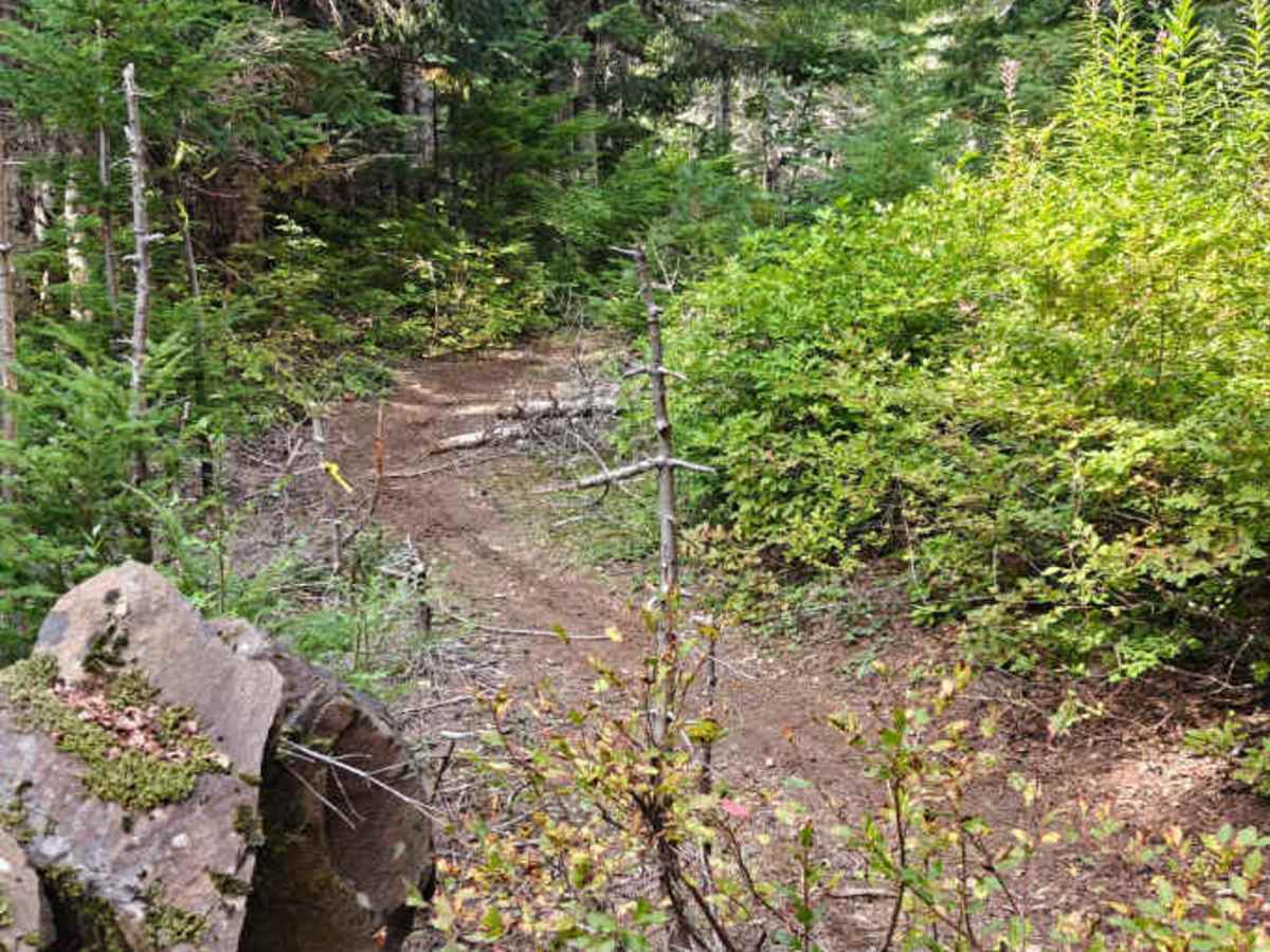 Paradise Ridge - FS 6401000 trail photo
