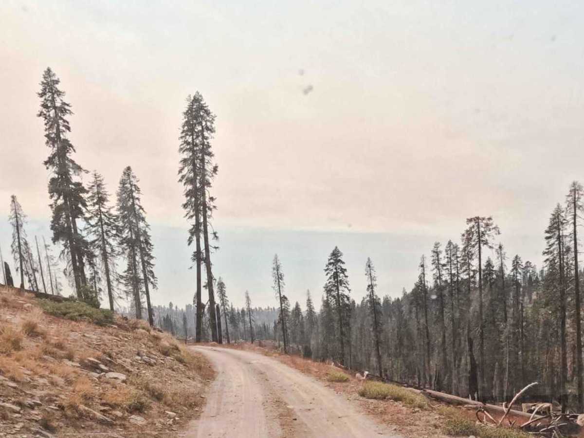 Lower Tamarack - FS 9S014 photo 3