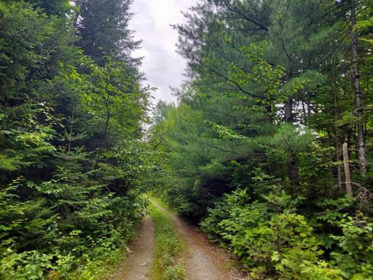 Morey Brown Run trail photo