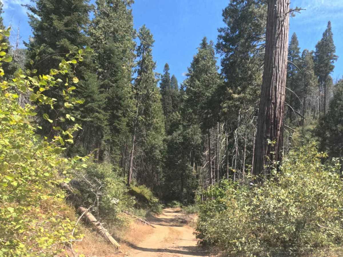 Sugar Pine - FS 6S090 photo 6