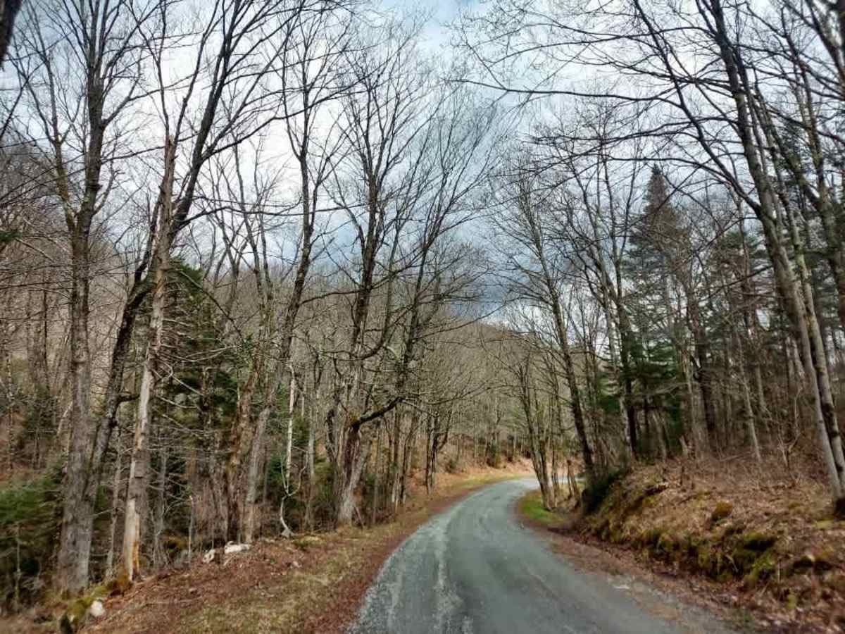 Grout Pond Road trail photo