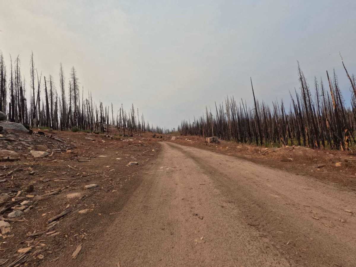 Lodgepole - FS 9s027 photo 3