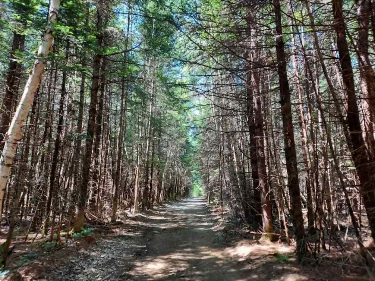 Crum Memorial Trail photo 2