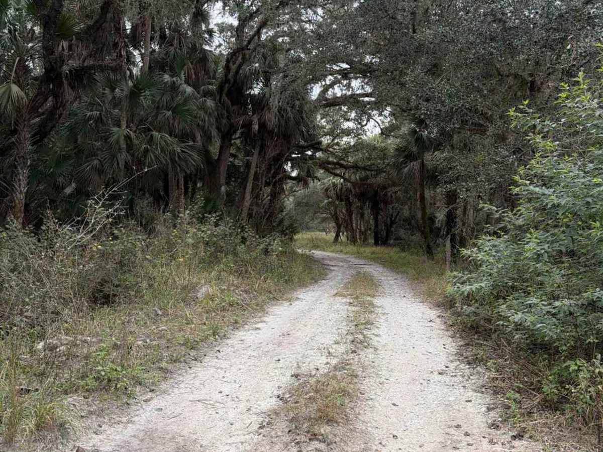 Sailor Hammock Road - Three Lakes WMA photo 6