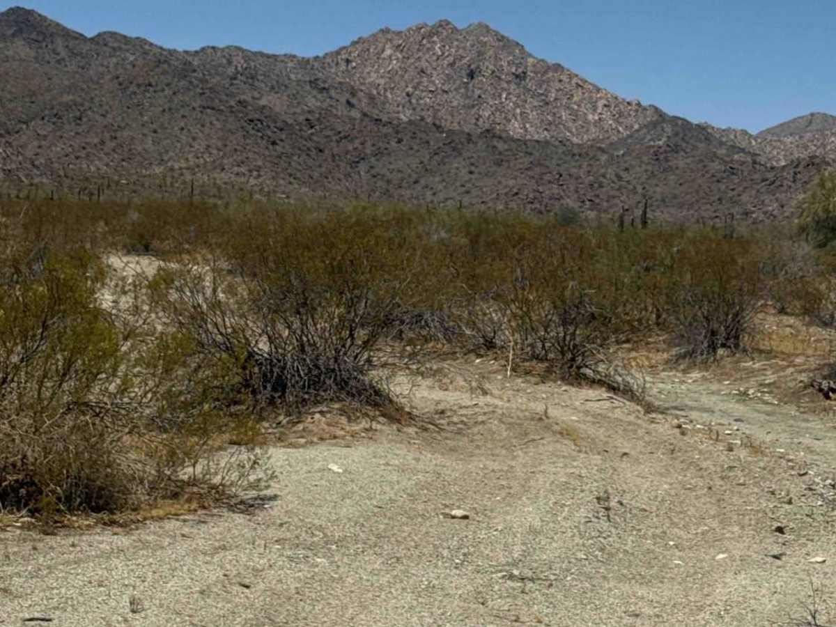 Creosote Corridor  photo 3