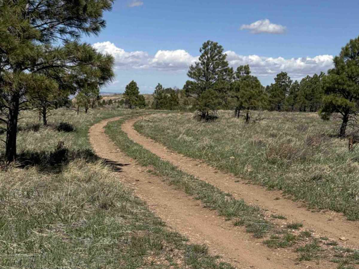 FS 2376 trail photo
