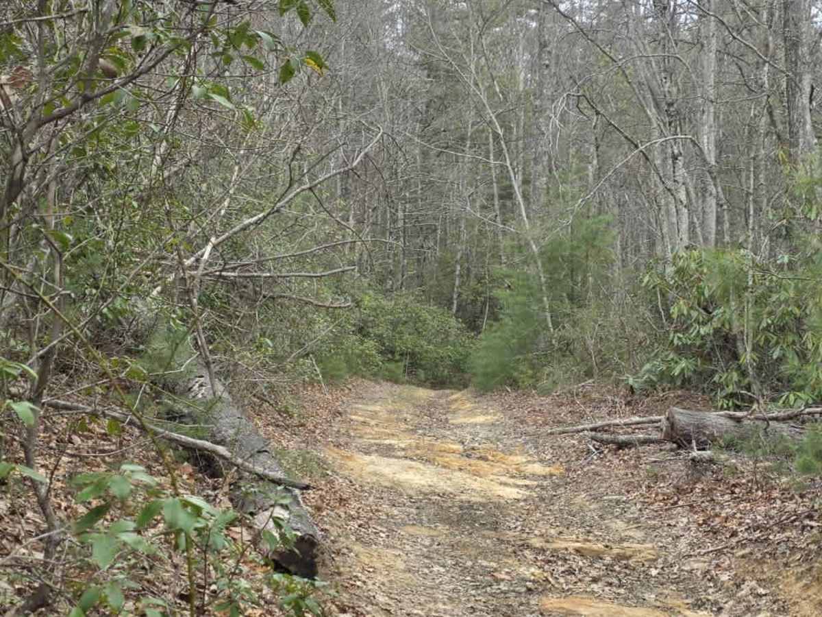 Upper Briar Creek - FS 4354 photo 5