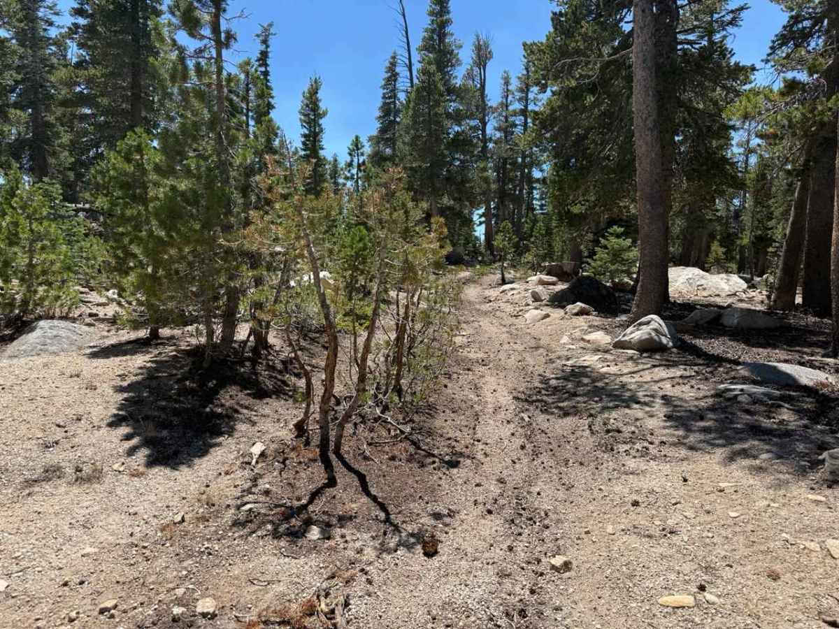Burnside Spur - FS 31205A photo 2