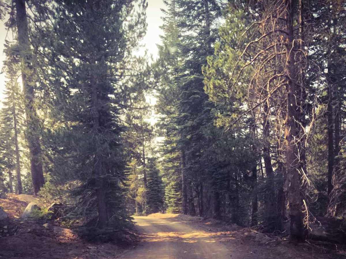 Lower Tamarack - FS 9S014 photo 2