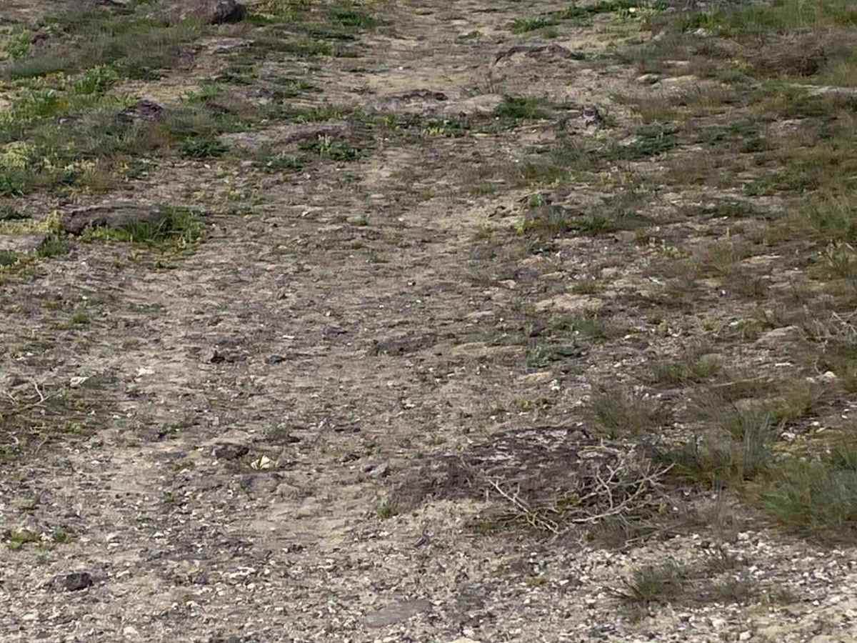 Crater Ring photo 5