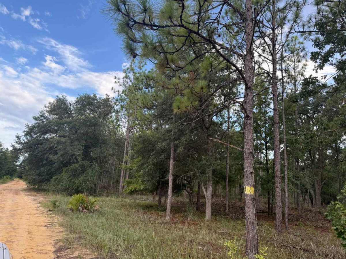 Camp Branch Road photo 5