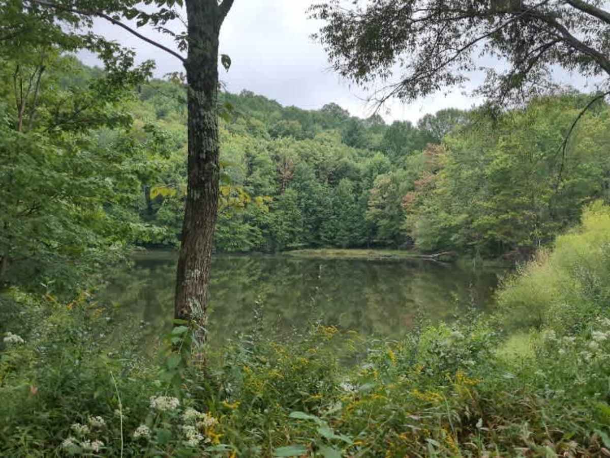 Virginia Highlands Horse Trail Spur B photo 2