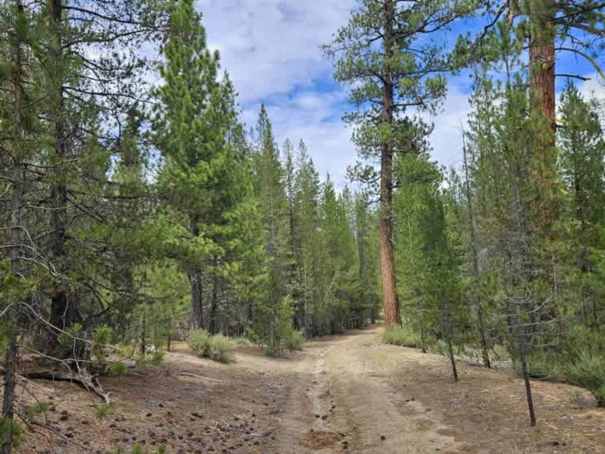 FS 8312000 trail photo