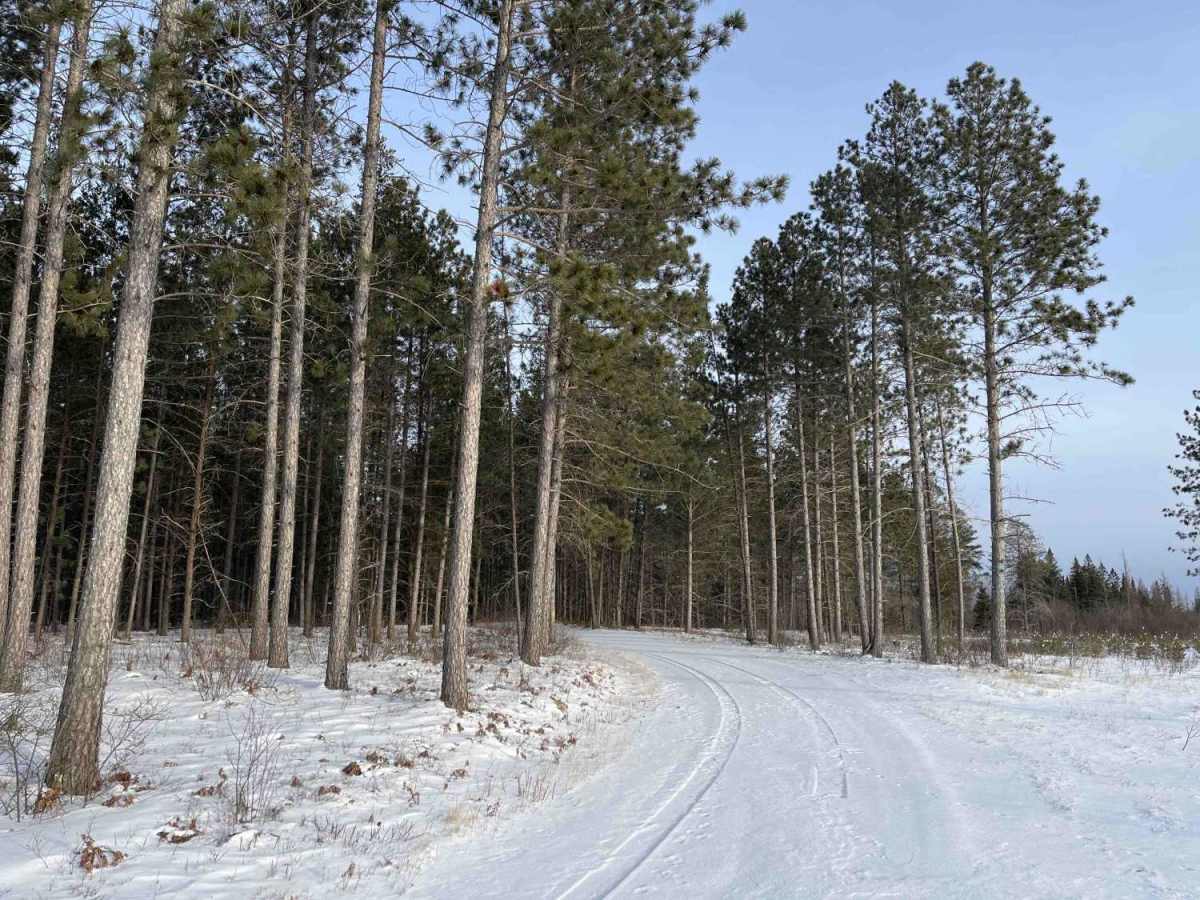 Cole Forest Road trail photo