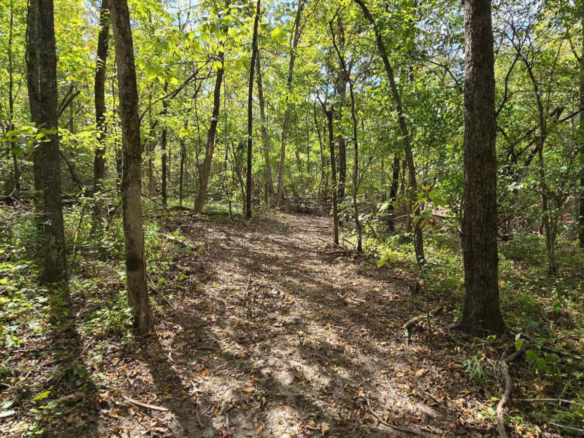 Logging Trail #2 photo 2