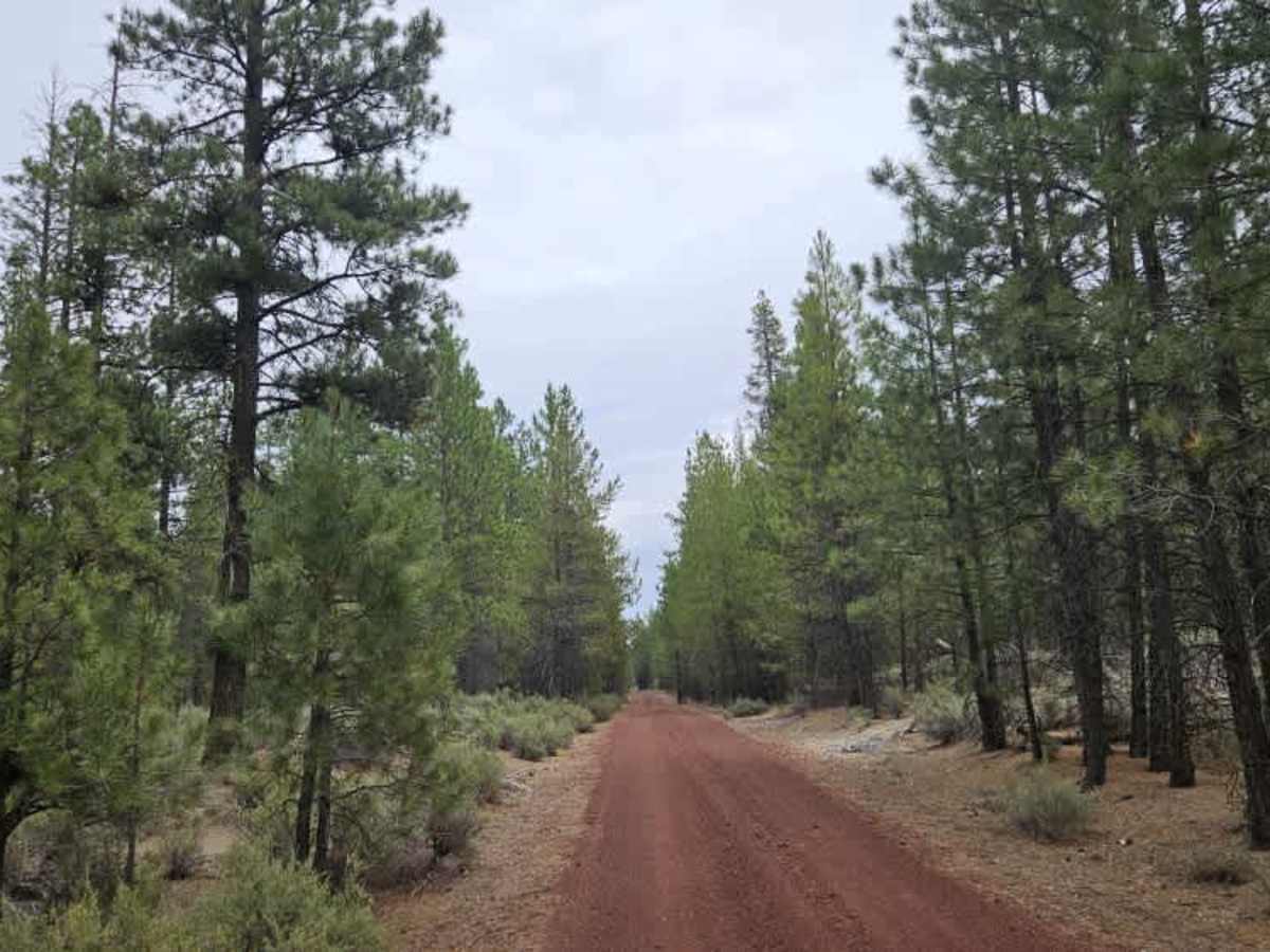 FS 8676 trail photo