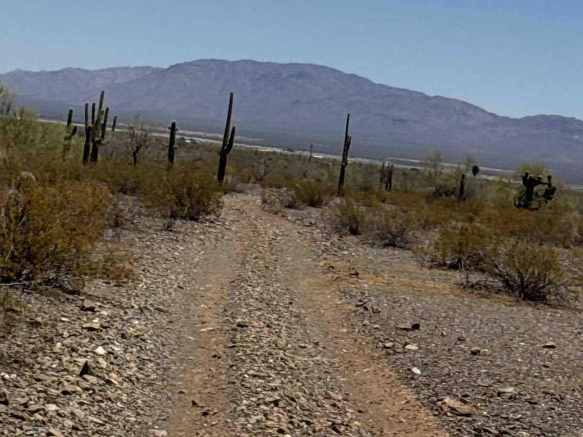 Palo Verde Run  photo 5