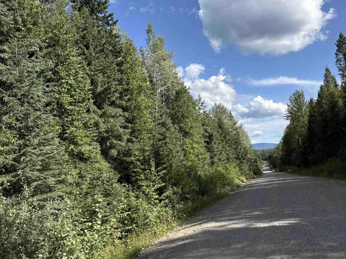 Bowron FSR (Haggle Creek) trail photo