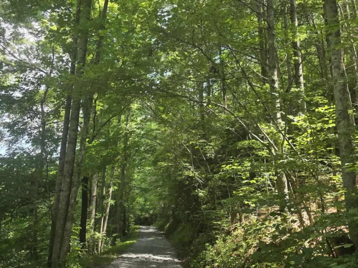 Piney Branch trail photo