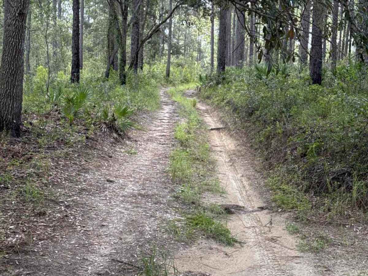 Trail 4 - Citrus WMA photo 5
