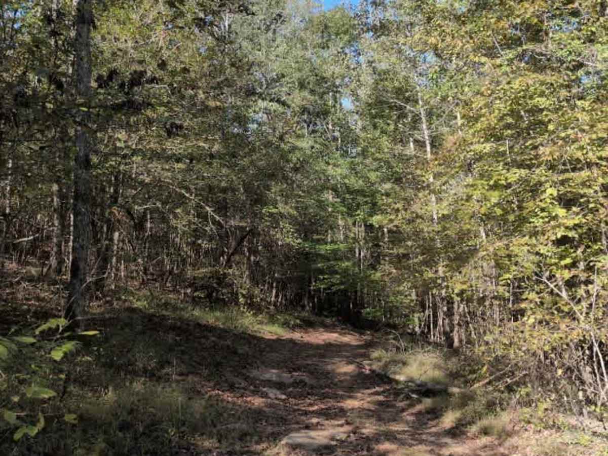 #101 Lower Ridge Line trail photo