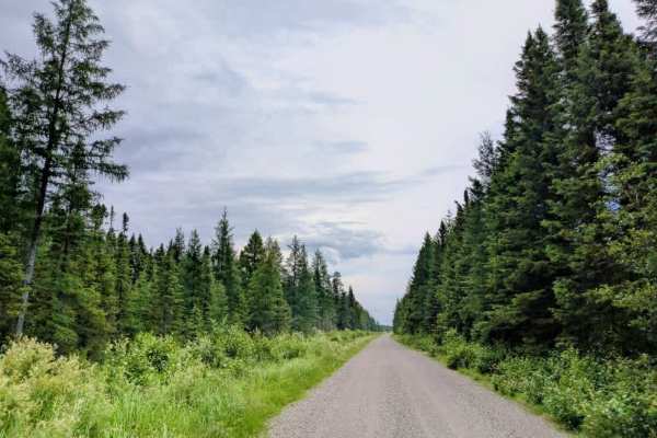 Stony River Forest Road