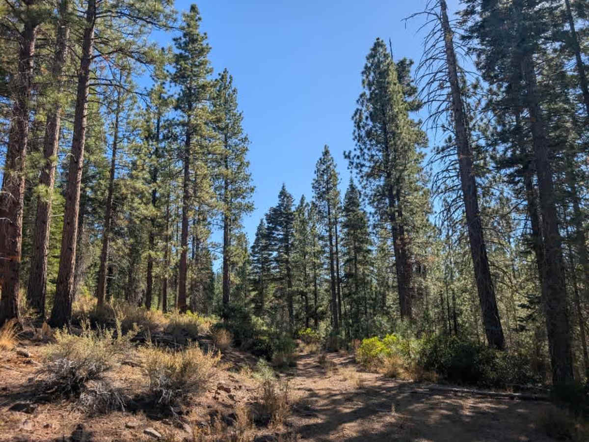 FS 33N94B trail photo