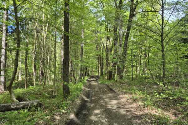 Lower Forks-Factory Trail