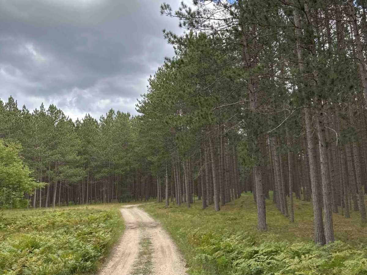 FS 2701 trail photo