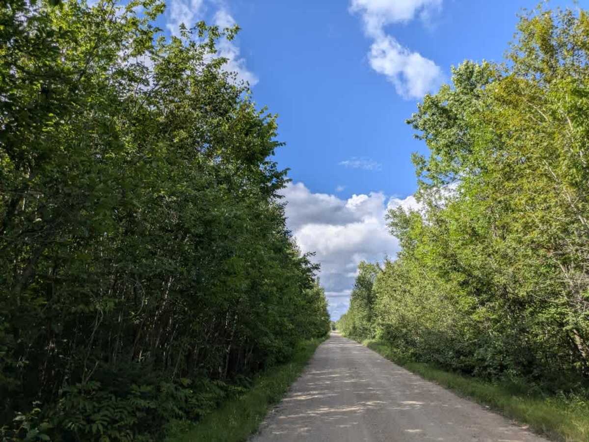 Bemis Hills Forest Road trail photo