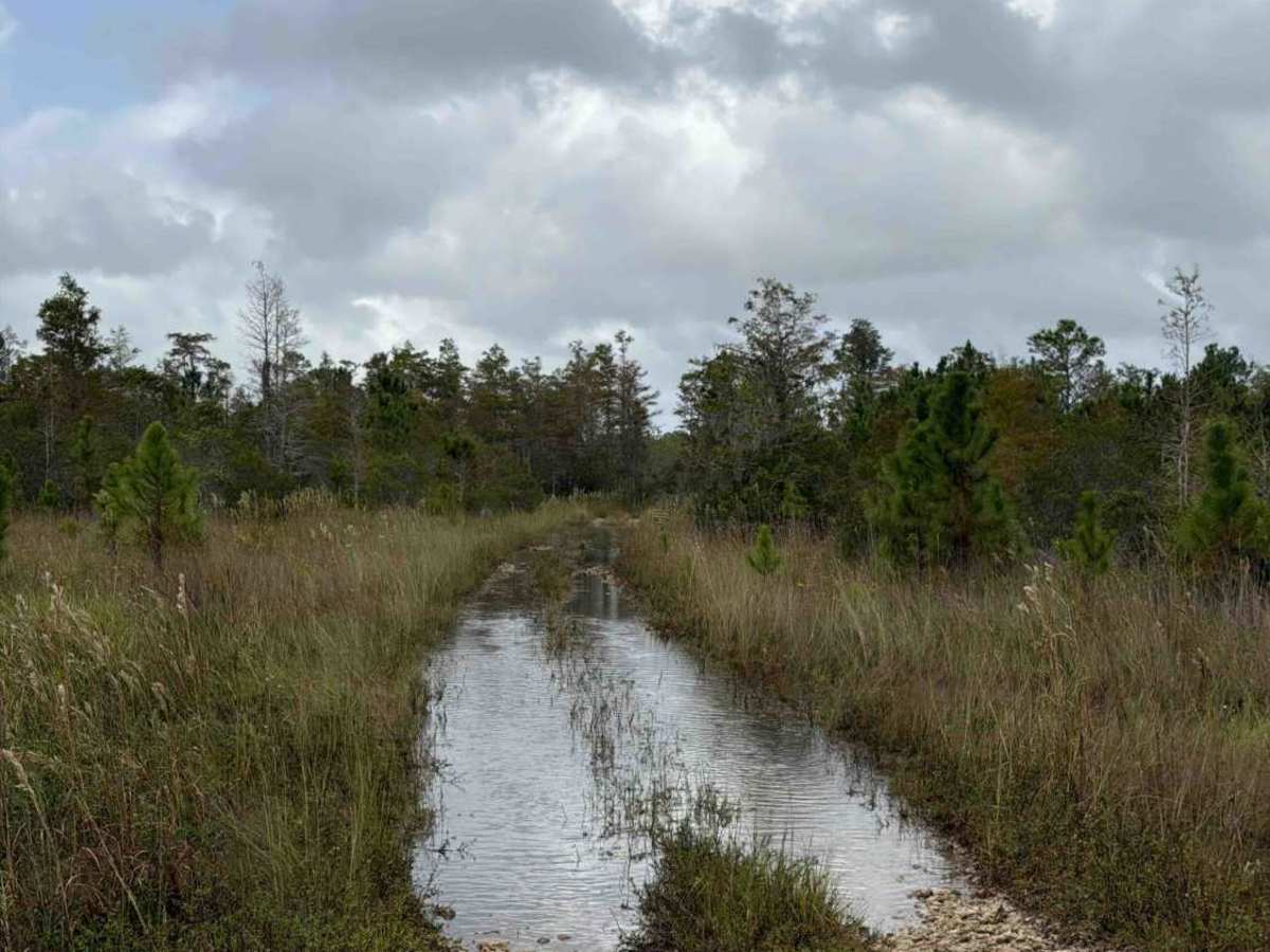 Road 3 Loop - Three Lakes WMA trail photo