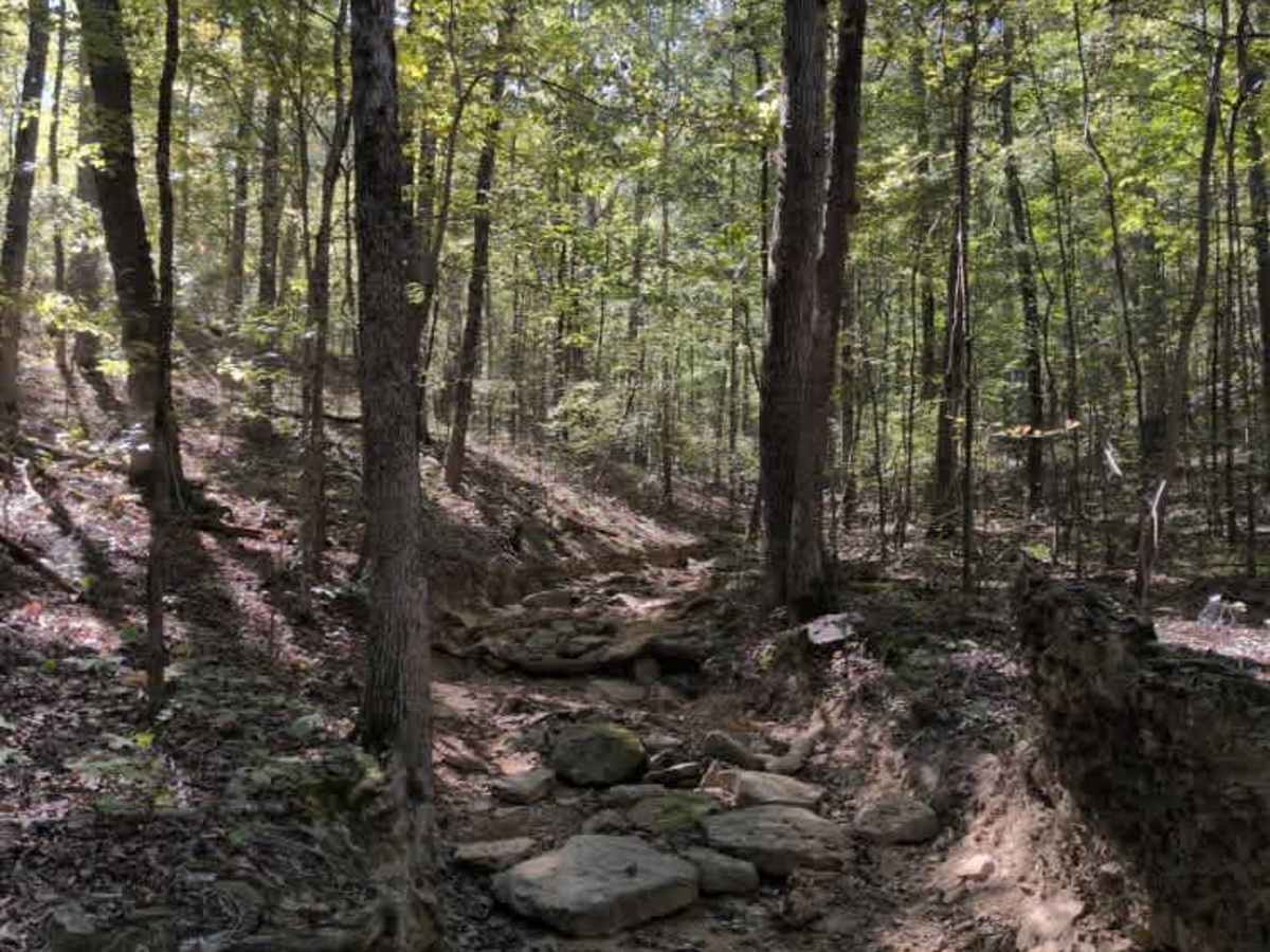 #83 Allen's Way trail photo