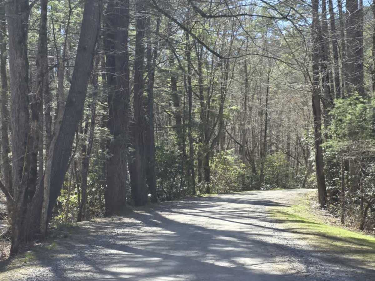 Cataloochee Creek Road trail photo