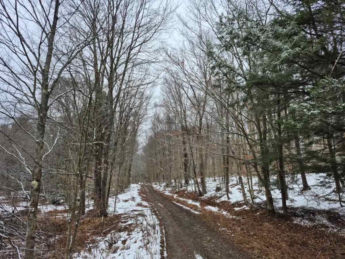 Fall Brook State Forest PFAR photo 2