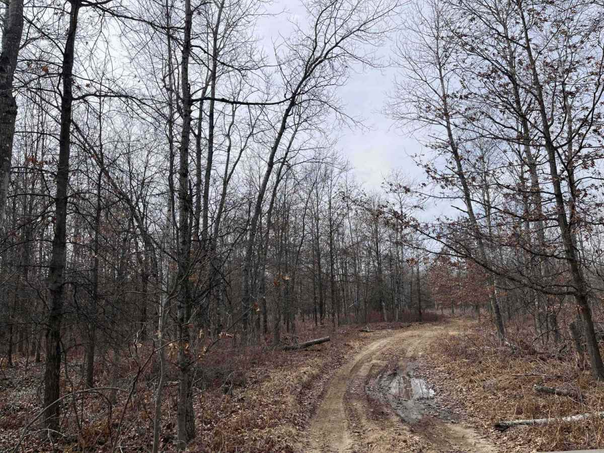 Lone Oak photo 4