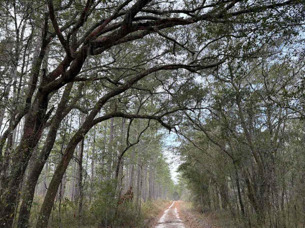 Black Top - FS 379 trail photo