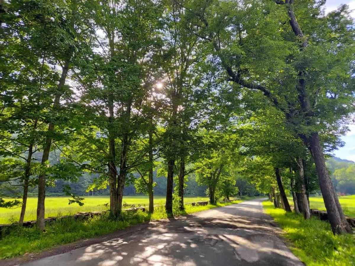 Webster Hill Road trail photo