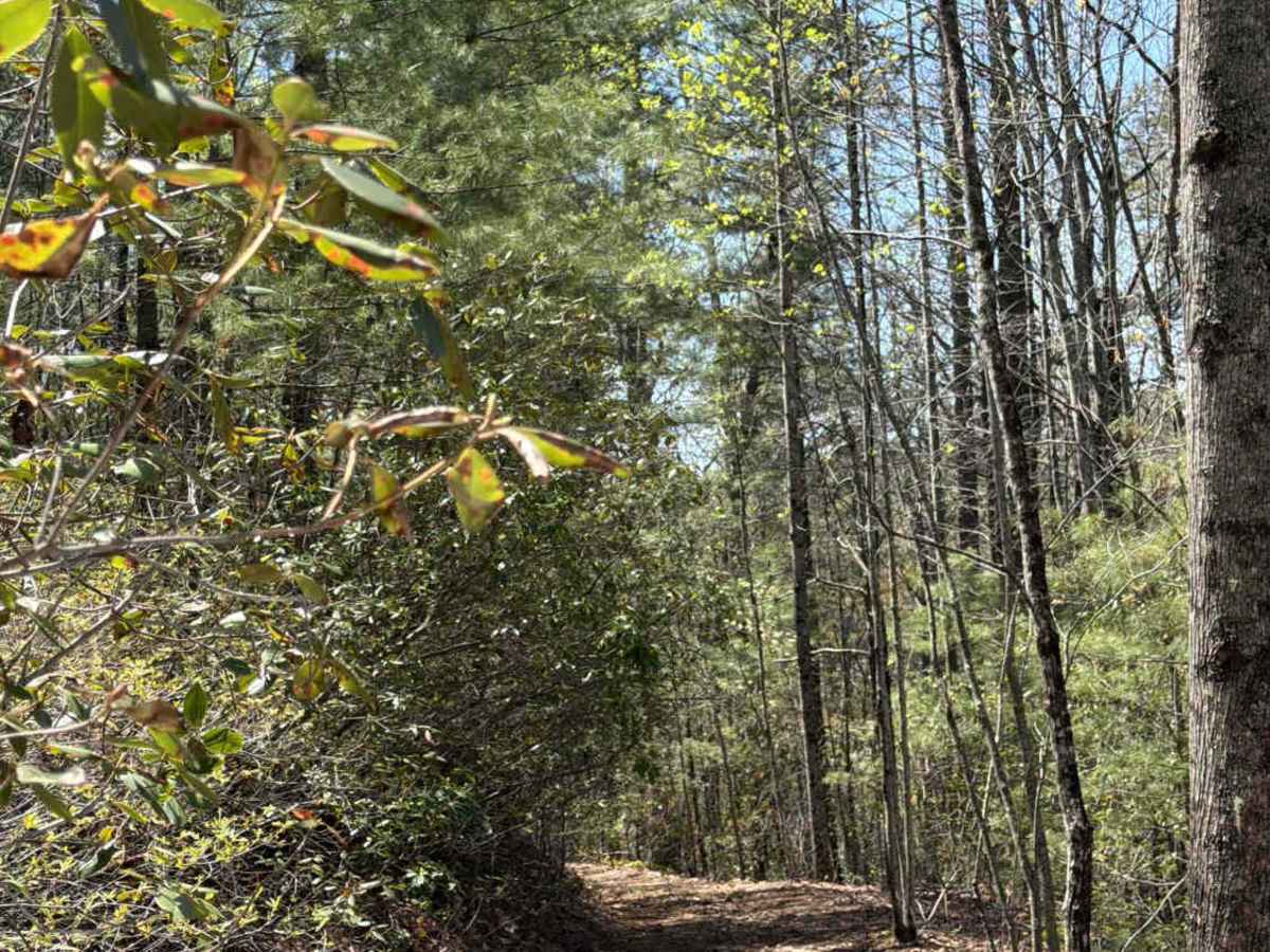 Stonewall Knob - FS 416 photo 3