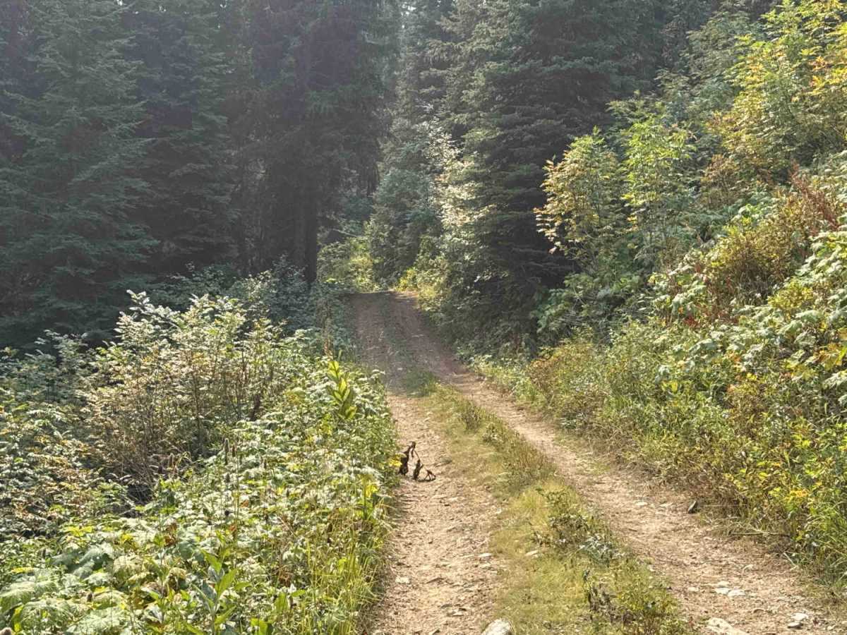 4W-7829 - Mink Peak Jeep Trail photo 6