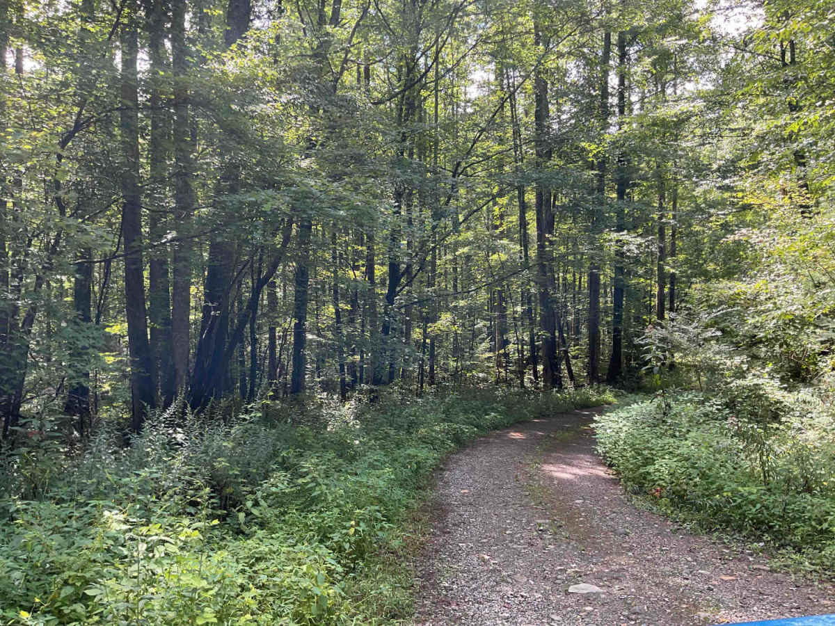 Gurley Creek - FS 137 trail photo