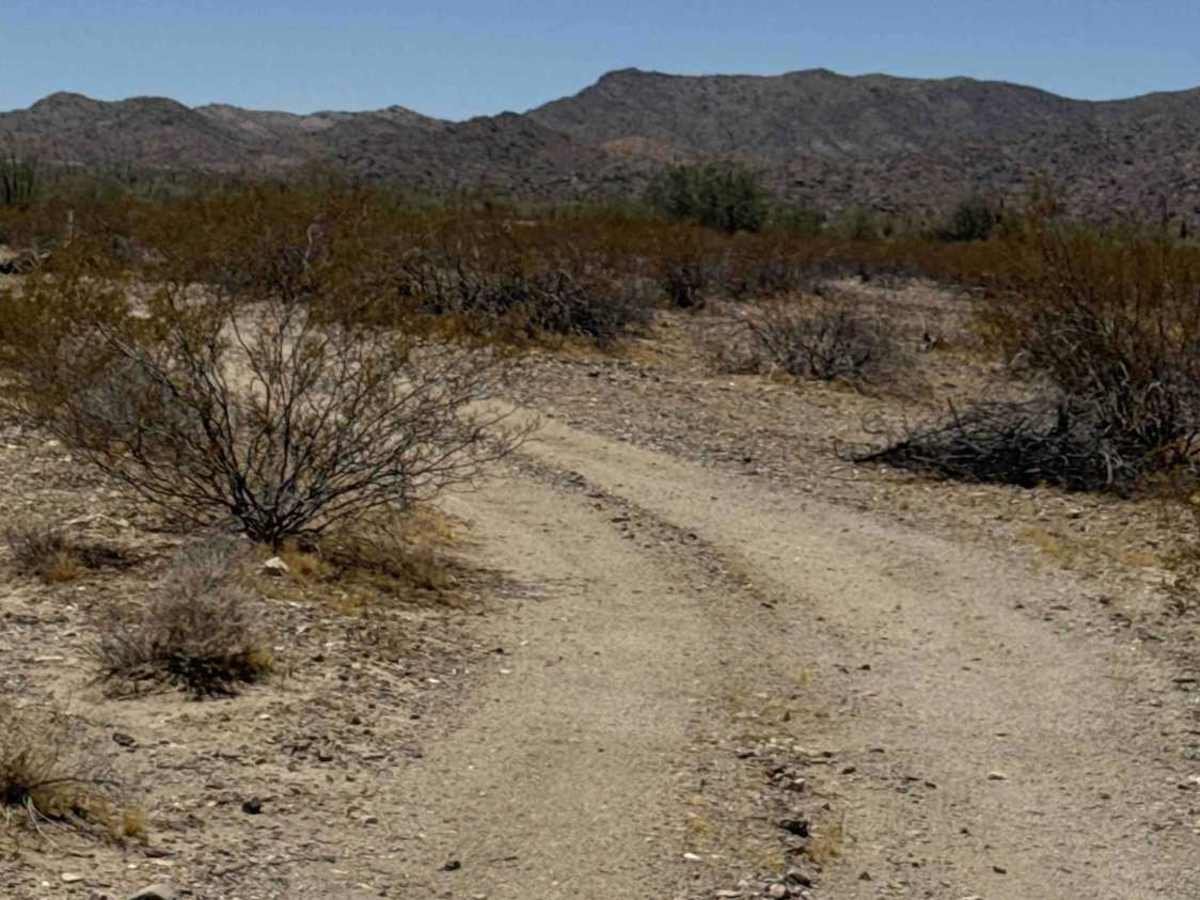 Creosote Corridor  photo 5