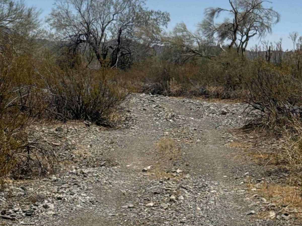 Palo Verde Run  photo 3