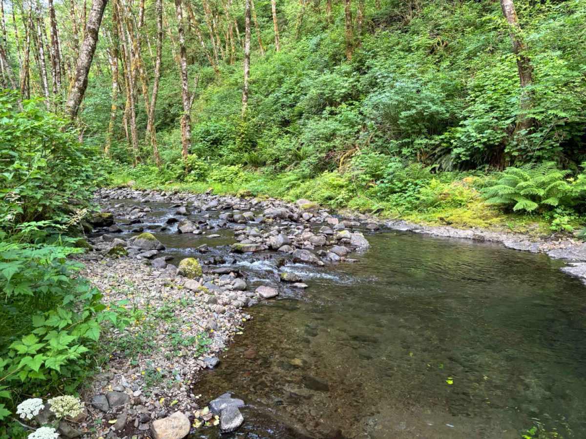 Miami River Forest Road photo 6