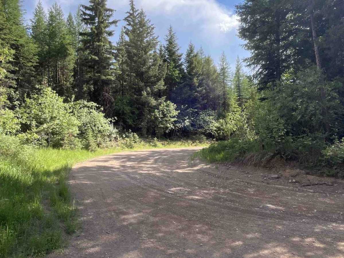 South Side Owl - FS 9814 trail photo