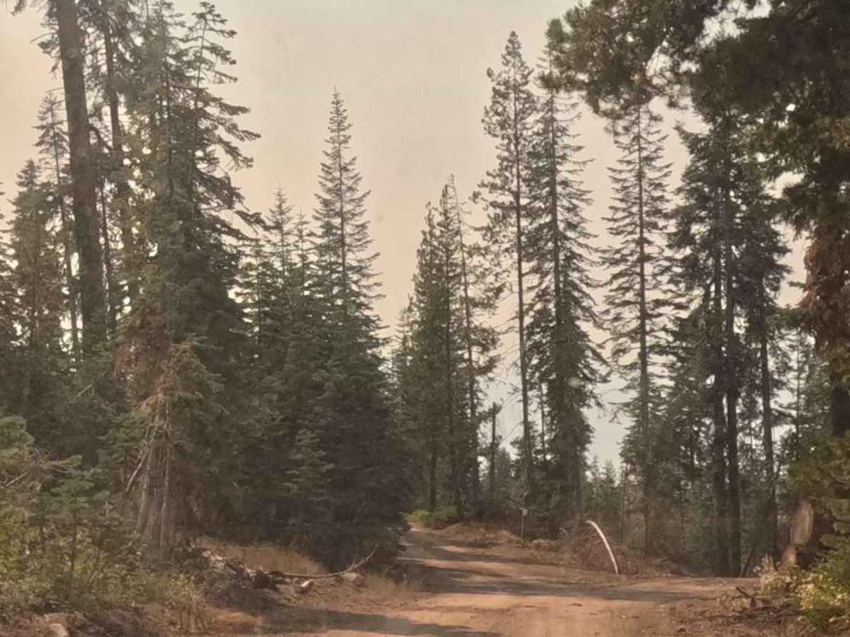 Lower Tamarack - FS 9S014 photo 6